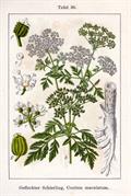 hemlock 